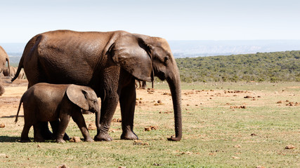 Fototapeta na wymiar Baby elephant walking with his mother -African Bush Elephant