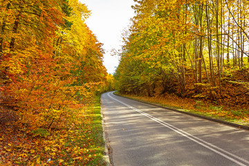 Obraz premium Road in the autumnal forest