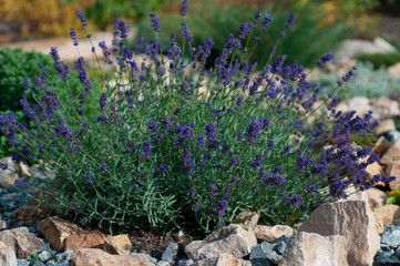 Obraz premium bush of lavender