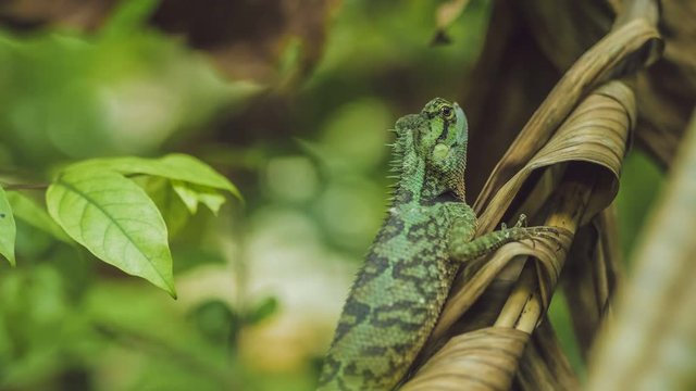 Lizard with stump, Calotes emma on Banan Leaf, Krabi, Thailand