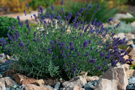 bush of lavender