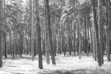 Pine forest, black-white photo, beautiful autumn landscape
