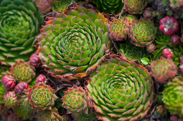 succulents in the garden close-up