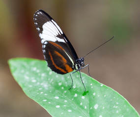 Macrophotographie d'insecte: Heliconius cydno