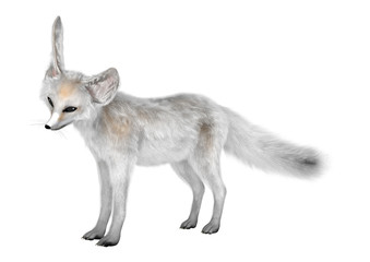 3D Rendering Fennec Fox on White