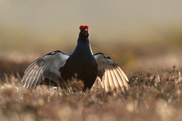 Black grouse game. Black grouse jump. Black grouse wingspan.