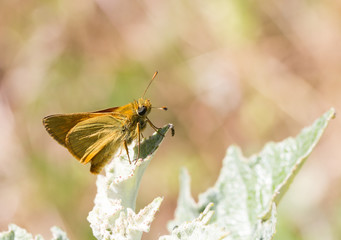 Macrophotographie d'insecte: Hespérie du chiendent (Thymelicus acteon)