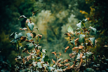 Withered leaves on the bush