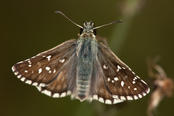 Macrophotographie d'insecte: Hespérie de la mauve (Pyrgus malvae)