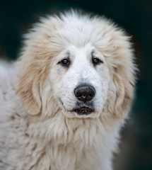 Pirenee dog