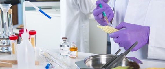 Banner Gentechniker untersuchen Genfood im Labor Mais