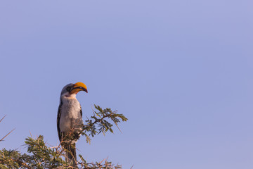 bird, lake Mombasa in Kenya, Africa