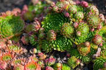 succulents in the garden close-up