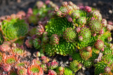 succulents in the garden close-up