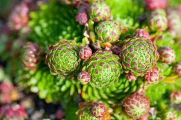 succulents in the garden close-up