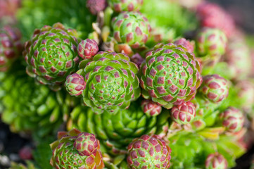succulents in the garden close-up