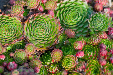 succulents in the garden close-up