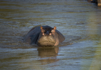 Fototapeta premium Hippopotamus