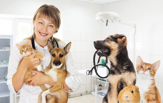 Puppy and kitten and a stethoscope in the veterinary clinic