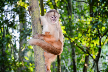 Naklejka premium Tufted Capuchin, also known as Brown or Black-capped Capuchin climbing a tree in Tambopata National Park, Peru