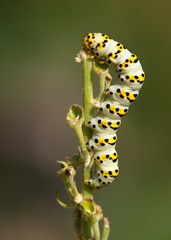 Macrophotographie d'insecte: La Cucullie de la Molène-Lychnis (Cucullia lychnitis Rbr)
