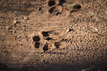 Lion tracks