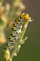 Macrophotographie d'insecte: La Cucullie de la Molène-Lychnis (Cucullia lychnitis Rbr)