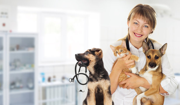 Veterinarian and Puppy and kitten and a stethoscope in the veter