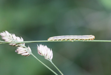 Macrophotographie d'insecte: Larve de symphyte