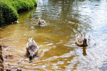 Ducks swim