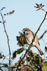 House Sparrow, Sparrow, Passer domesticus