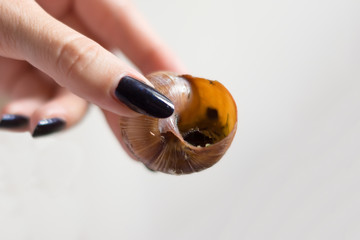 cooked snail in hand
