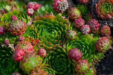 Fototapeta na wymiar succulents in the garden close-up