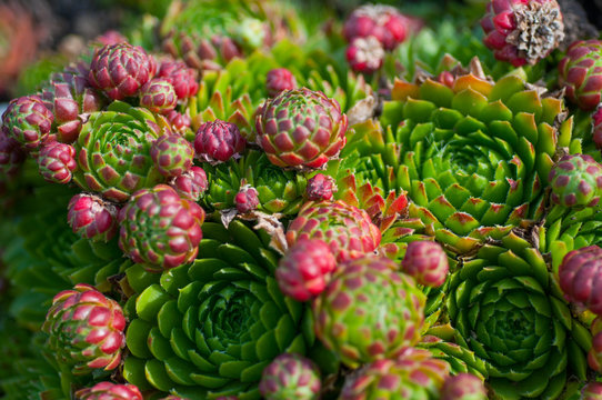 succulents in the garden close-up