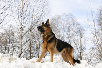 Dog german shepherd in a winter day