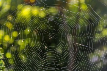 Spider web in the rays of the sun with green natural background.