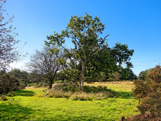 Sutton Park has open heathland, woodlands, seven lakes, wetlands, and marshes - each with its own rich variety of plants and wildlife, some rarely seen in the region.