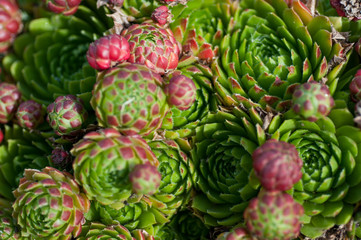 succulents in the garden close-up