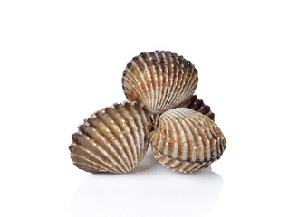 Fresh cockles so delicious on white background