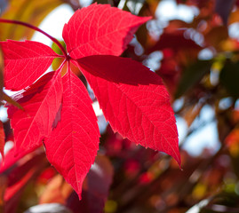 foliage grapes red leaf