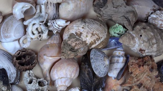 Collection of seashells shell conch cockleshell for backgrounds. turntable