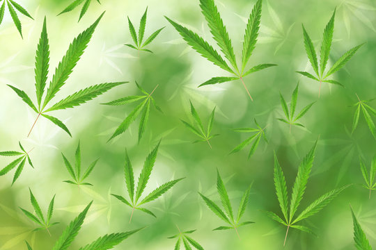 Seamless pattern of marijuana leaves on green background.