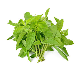 Basil leaf herb (Other names are Ocimum basilicum, great basil,