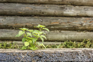 Young green nettle grew by old log on the background wooden wall outdoors