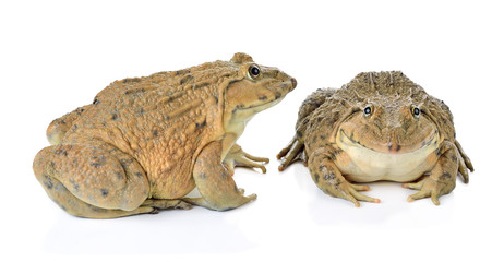 Frog on White background