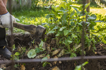 man behind metal mesh cuts down with an ax roots of bushes in a garden in rural areas