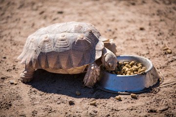 Obraz premium turtle