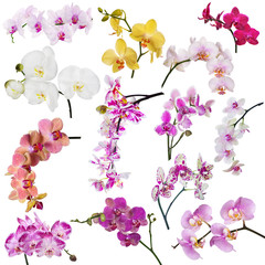 set of thirteen orchid flowers branches isolated on white