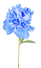 peony blue flower with green leaves on white