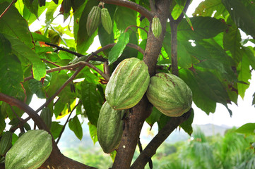 Cocoa fruit ripens on the trees. cocoa farm in the Dominican Republic. Photo partially tinted.